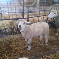 Agnello incrocio Suffolk