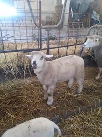 Agnello incrocio Suffolk