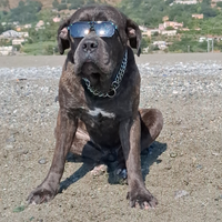 Cane corso x monta