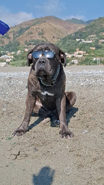 Cane corso x monta