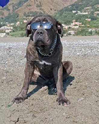Cane corso x monta
