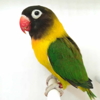 Insep mascherato maschio euwing verde