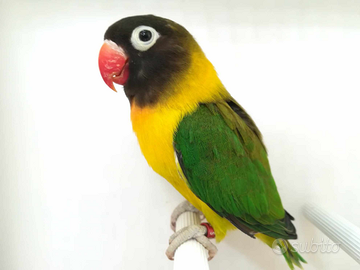 Insep mascherato maschio euwing verde