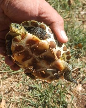 Tartarughe Acquatiche