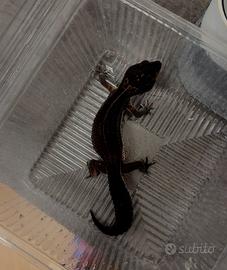 Geco Leopardino Black Night