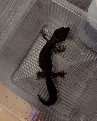 Geco Leopardino Black Night