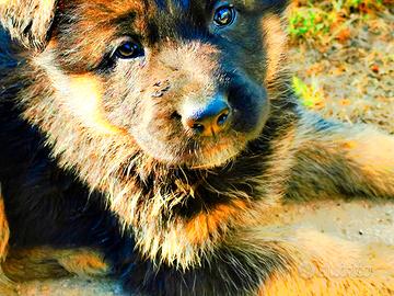 Cuccioli pastore tedesco