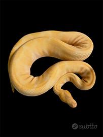 Pitone reale enchi albino maschio proven