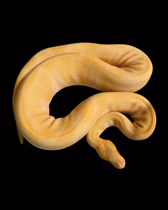 Pitone reale enchi albino maschio proven