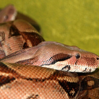 Boa Constrictor