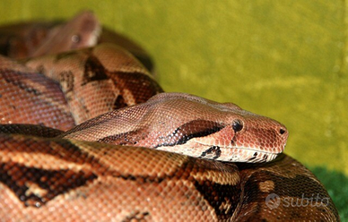 Boa Constrictor