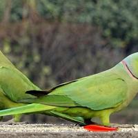 Parrocchetti dal collare