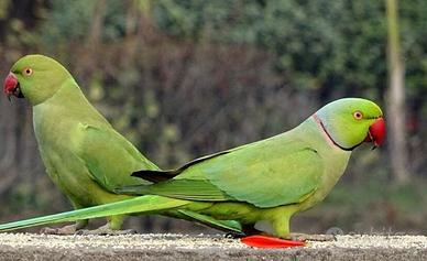 Parrocchetti dal collare