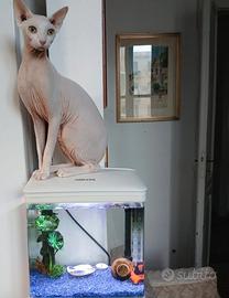 Sphynx Con pedigree vorrebbe fidanzata