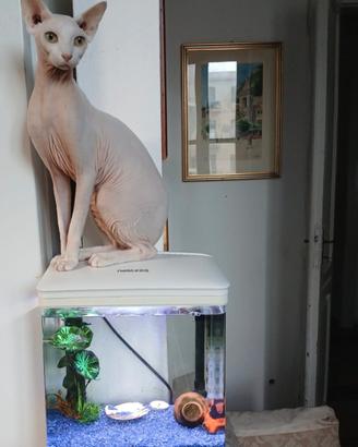 Sphynx Con pedigree vorrebbe fidanzata