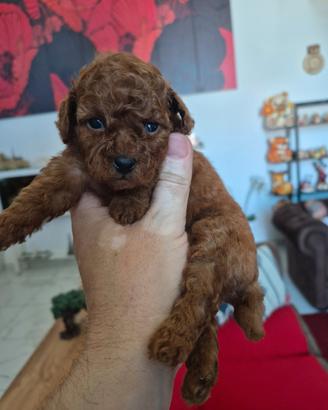 Barboncino Toy