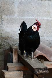 Galline Bantam di Giava