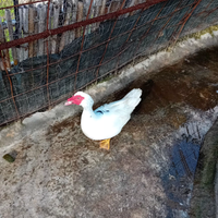 Anatra maschio 1 anno 25