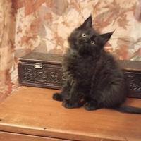 Maine Coon Femminuccia Black