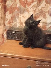 Maine Coon Femminuccia Black