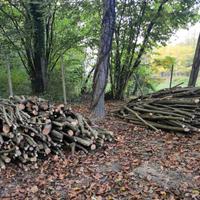 Legna di nocciolo e noce, da ardere. 