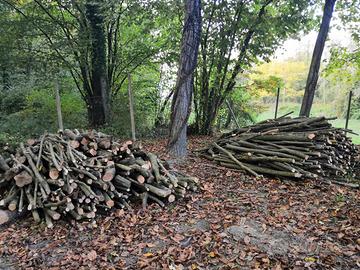 Legna di nocciolo e noce, da ardere. 