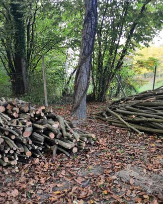 Legna di nocciolo e noce, da ardere. 