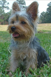 Femminuccia Yorkshire 1 anno