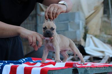 Pitbull UKC Femmina Black nose