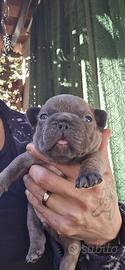 Bulldog francese