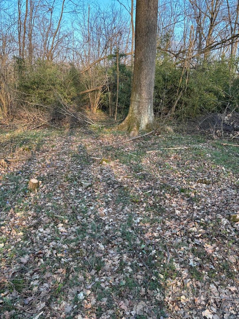 Terreno agricolo boschivo - Vista 5