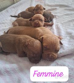 Pitbull ukc