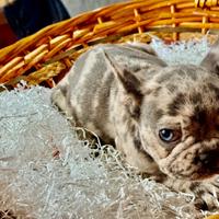 Cuccioli bulldog francese