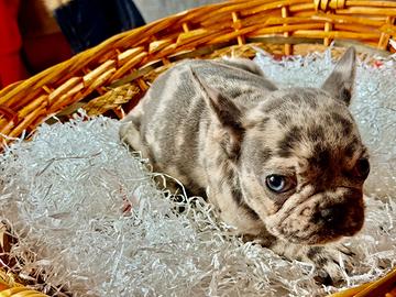 Cuccioli bulldog francese
