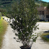 Piante da siepe sempreverdi leccio oleandro