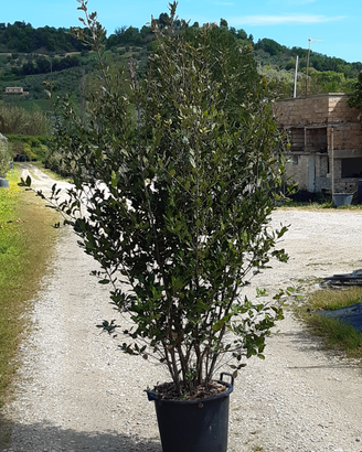 Piante da siepe sempreverdi leccio oleandro