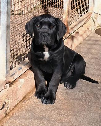 Cucciolo di Cane