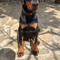 Dobermann Cuccioli