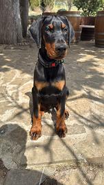 Dobermann Cuccioli