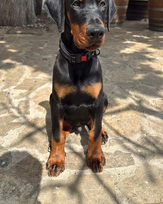 Dobermann Cuccioli