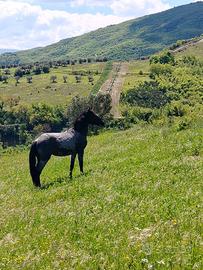 Cavallo Murgese