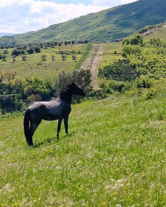 Cavallo Murgese