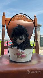 Maltipoo