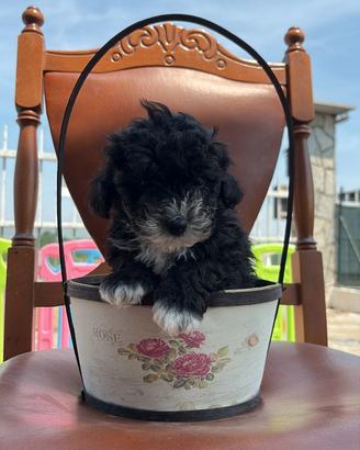 Maltipoo