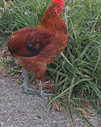 Galletto Olive Egger