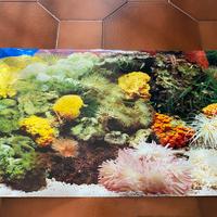Sfondo acquario double face