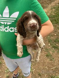 Springer da tartufo