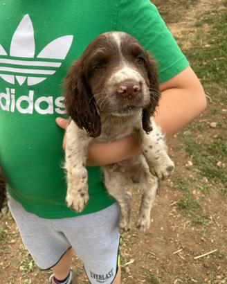 Springer da tartufo