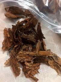 Corteccia Naturale di albero per Terrario Teca  