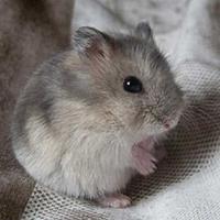 Porcellini d'india giovani cuccioli e cricet.russi